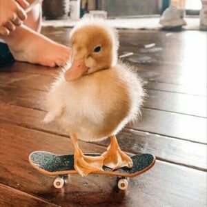 Meet your Posher, Paloma